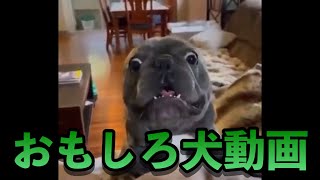 おもしろ犬動画特集