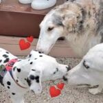 【天使】散歩で出会ったダルメシアンの子犬がかわいすぎた!!