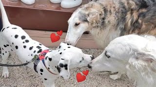 【天使】散歩で出会ったダルメシアンの子犬がかわいすぎた!!