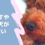 【#vlog】すやすや寝る犬が可愛いだけの動画【Toypoodle】