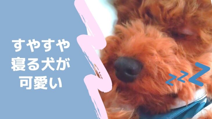 【#vlog】すやすや寝る犬が可愛いだけの動画【Toypoodle】