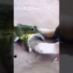 カエルvs犬#shorts #tiktok #おもしろ #ペット #かわいい #犬 #猫 #おもしろ動画#癒やしのペット動画