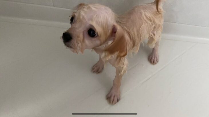 シャワーを浴びて小さくなった可愛いすぎる子犬ですw