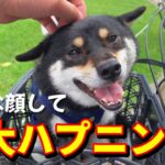 犬と優雅な自転車旅のはずが。大ハプニング！w【豆柴】Shiba Inu dogs that causes the incident