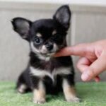 犬の赤ちゃん～かわいい・おもしろい犬の動画まとめ  #1
