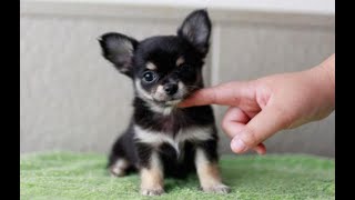 犬の赤ちゃん～かわいい・おもしろい犬の動画まとめ  #1