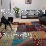 【豆柴うらら＃14】子犬の反応がおもしろ可愛いすぎた！大好きなボール遊び＃豆柴＃柴犬＃豆柴暮らし＃子犬