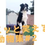 【クスッと笑える】爆笑面白ハプニング犬、猫、動物集＃2