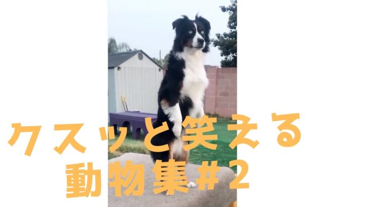 【クスッと笑える】爆笑面白ハプニング犬、猫、動物集＃2