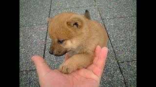 犬の赤ちゃん～かわいい・おもしろい犬の動画まとめ  #2