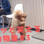 【クスッと笑える】爆笑面白ハプニング犬、猫、動物集#3