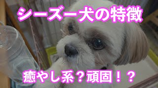 【犬3匹との暮らし】本当にカワイイ！心の癒やしシーズー犬の特徴