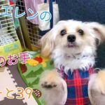 ［犬癒し］今日のお手39