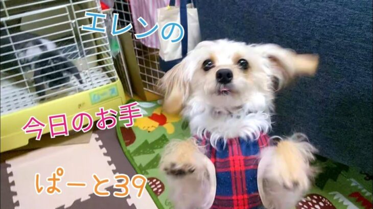 ［犬癒し］今日のお手39