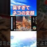 【爆笑】動物おもしろアフレコ🤣あり得ないことをする犬、猫・おもしろ犬、猫・ハプニング集5-4　#shorts