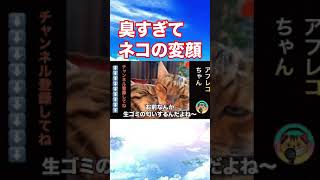 【爆笑】動物おもしろアフレコ🤣あり得ないことをする犬、猫・おもしろ犬、猫・ハプニング集5-4　#shorts