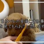 [#7 ペレ君が寝るまで💤]#dog #vlog #トイプードル #犬のいる暮らし #子犬 #犬 #癒し