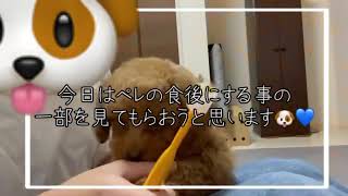 [#7 ペレ君が寝るまで💤]#dog #vlog #トイプードル #犬のいる暮らし #子犬 #犬 #癒し