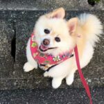 🐶秋近し•ポメのCoCoちゃん。【ポメラニアン】小型犬・癒し犬動画、Autumn is approaching• Pome’s CoCo.[Pomeranian] Small dog