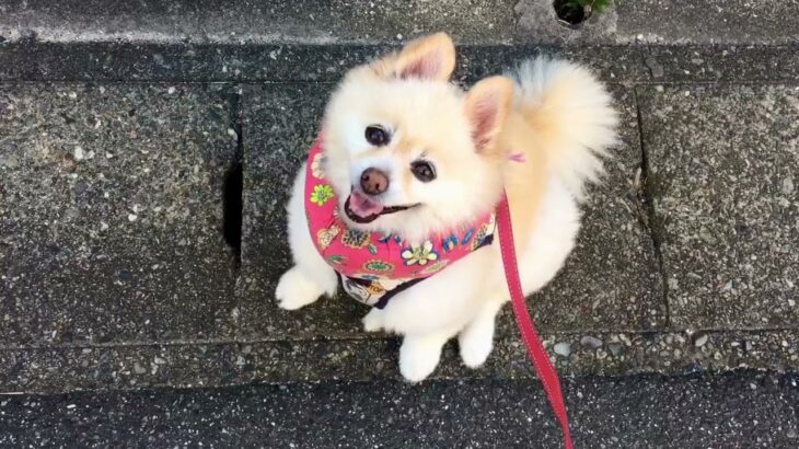 🐶秋近し•ポメのCoCoちゃん。【ポメラニアン】小型犬・癒し犬動画、Autumn is approaching• Pome’s CoCo.[Pomeranian] Small dog