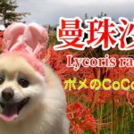 🐶曼珠沙華•ポメのCoCoちゃん。【ポメラニアン】小型犬・癒し犬動画、Lycoris_radiata• Pome’s CoCo.[Pomeranian] Small dog, healing dog