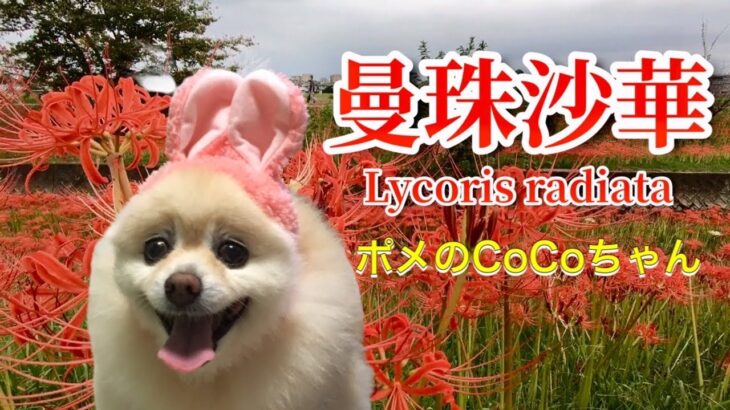 🐶曼珠沙華•ポメのCoCoちゃん。【ポメラニアン】小型犬・癒し犬動画、Lycoris_radiata• Pome’s CoCo.[Pomeranian] Small dog, healing dog