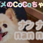 🐶ナンナン•ポメのCoCoちゃん。【ポメラニアン】小型犬・癒し犬動画、nannan• Pome’s CoCo.[Pomeranian] Small dog, healing dog video.