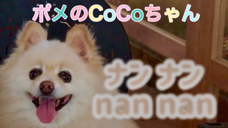 🐶ナンナン•ポメのCoCoちゃん。【ポメラニアン】小型犬・癒し犬動画、nannan• Pome’s CoCo.[Pomeranian] Small dog, healing dog video.