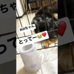 イタズラに一生懸命なLUNA🤣　　　　　#ミニチュアダックス  #犬   #かわいい   #shorts   #dog   #cute