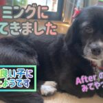 【狆とミニチュアダックスのMIX犬】初めてトリミングした日