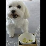 【飛ばしながら食べる犬】おもしろ可愛い元保護犬マルチーズのニコちゃん #Shorts