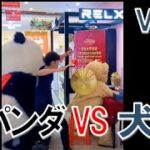 【おもしろ】着ぐるみパンダ VS 犬 Vol 1