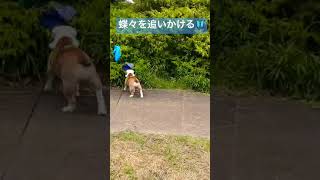 蝶々を追いかけてみた　#bulldoglovers #bulldogpuppy #かわいい犬 #鼻ぺちゃ犬 #move #ブルドック #ブルドック #子犬 #小さい犬 #追いかけっこ