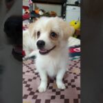 puppy cute videos. प्यारा पिल्ला।. 귀여운 강아지  영상. かわいい犬。