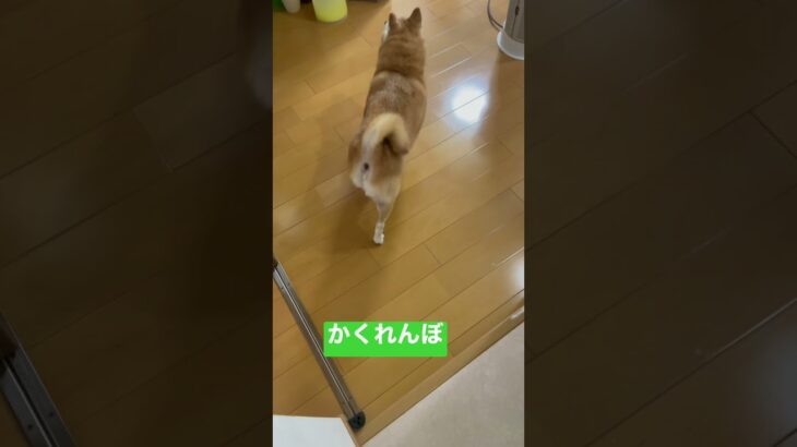 頑張って探してるのかわいい笑#short #shorts #犬 #かわいい