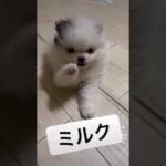 こんな可愛いワンコいる？　#shorts #ポメラニアン #ポメラニアン子犬