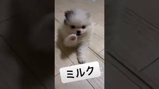 こんな可愛いワンコいる？　#shorts #ポメラニアン #ポメラニアン子犬