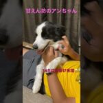 癒し犬　世界一甘えん坊の犬はこちら❤️ ボーダーコリーアンコニ家　#shorts