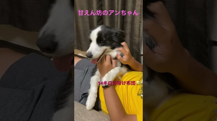 癒し犬　世界一甘えん坊の犬はこちら❤️ ボーダーコリーアンコニ家　#shorts