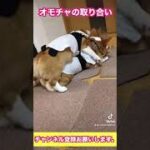 おもちゃの取り合いする　コーギー【犬癒し動画】＃shorts