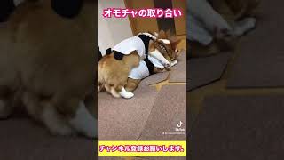 おもちゃの取り合いする　コーギー【犬癒し動画】＃shorts