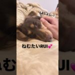 癒しの時間🥰　　　　　　　　#ミニチュアダックス   #犬   #かわいい   #shorts   #dog   #cute