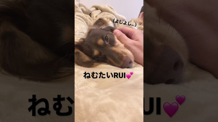 癒しの時間🥰　　　　　　　　#ミニチュアダックス   #犬   #かわいい   #shorts   #dog   #cute