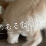 【犬の癒し動画】クセのある餌の食べ方/犬のいる暮らし