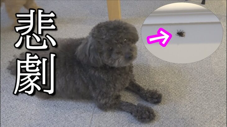 犬が虫を狙ってたらパパに悲劇が起きました【悲報】