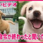 【面白いビデオ】最高におもしろ犬,猫,動物のハプニング