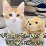 しゃべる子犬と遊んでみたら…可愛いかった。