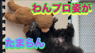 ♡５８【トイプードル】今日も子犬のわんプロが可愛い過ぎてたまらん