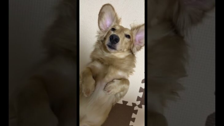 眠い　犬　可愛い　#ミニチュアダックスフンド#ダックスフンド＃犬#癒し