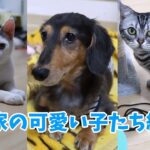 我が家のとっても可愛い犬と猫たちを紹介します！